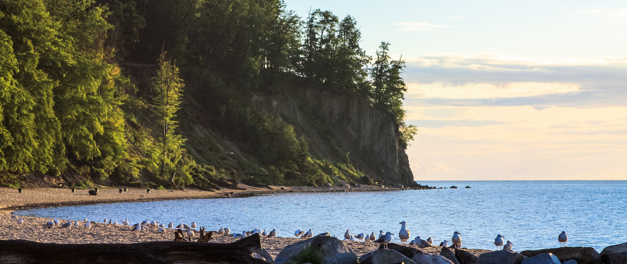 Photo of a deserted Baltic Sea beach, with pine trees and seabirds